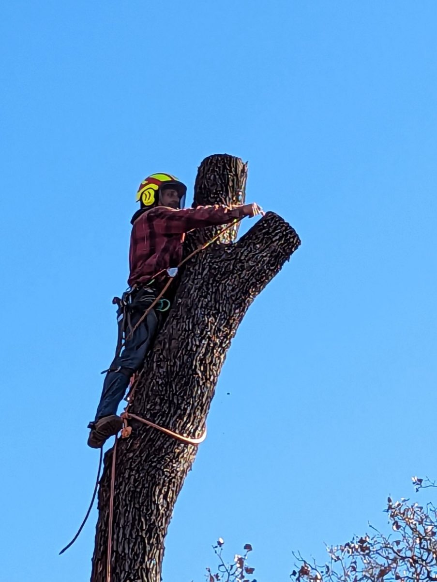 Texoma Tree Service Pros tree service work photo