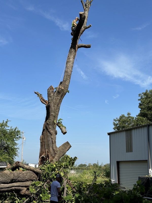Texoma Tree Service Pros tree service work photo