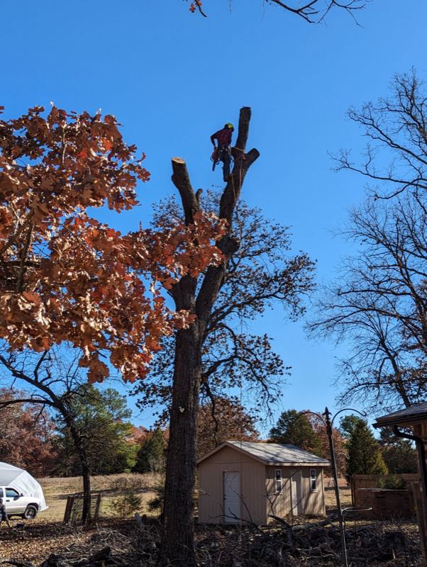 Texoma Tree Service Pros tree service work photo