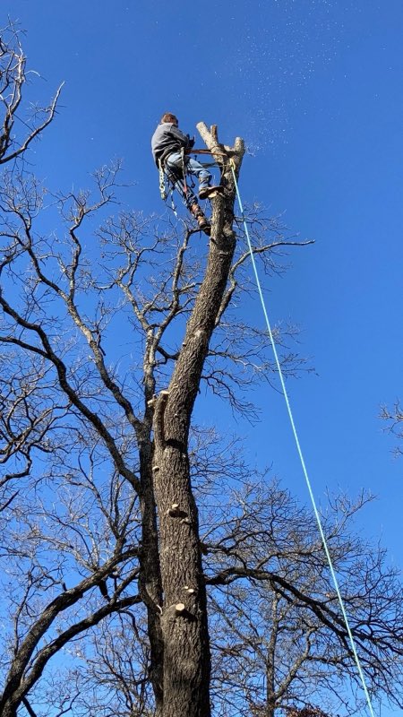 Texoma Tree Service Pros tree service work photo
