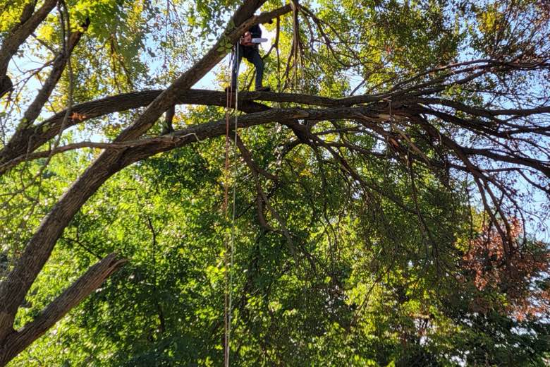Texoma Tree Service Pros tree service work photo